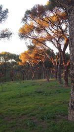 Bare trees on grassy field