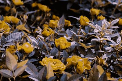 Close-up of yellow flowering plants on field during autumn