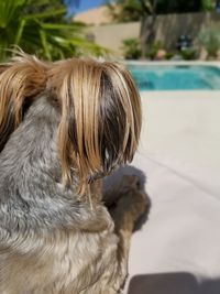Close-up of dog looking away
