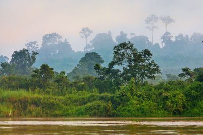 Scenic view of river in forest against clear sky