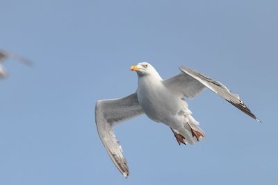Low angle view of seagull flying