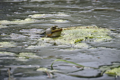 Duck swimming in lake