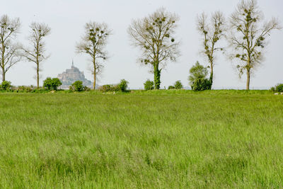 Scenic view of field against clear sky