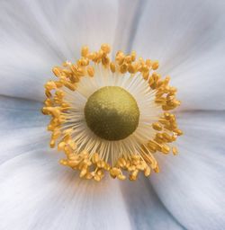 Close-up of yellow flowering plant