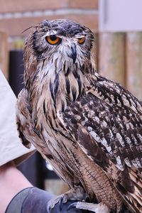 Close-up of owl perching on hand