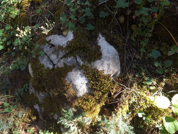 High angle view of plants in forest