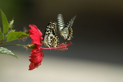 Close-up of butterfly pollinating on flower