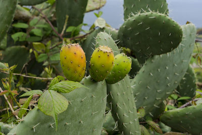 Close-up of prickly pear cactus