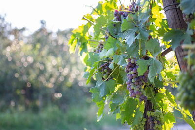 Close-up of grapes growing on tree