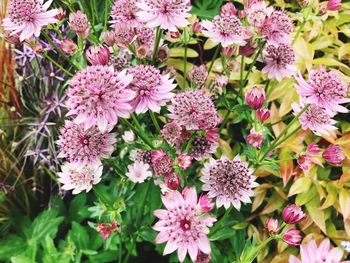 High angle view of pink flowering plants in garden