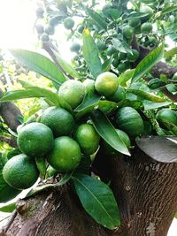 Close-up of fresh fruits on tree