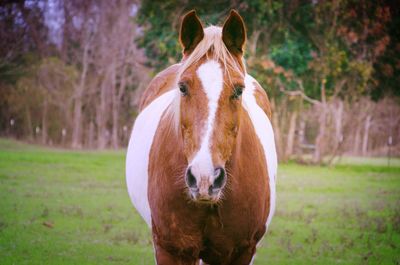 Brown horse on grassy field