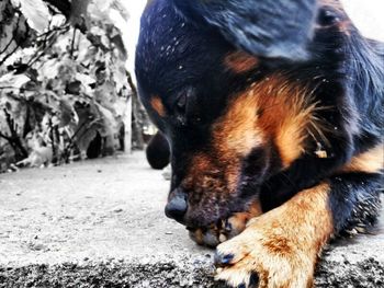 Close-up of a dog