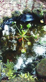 Reflection of plants in water