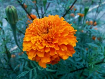 Close-up of yellow flower