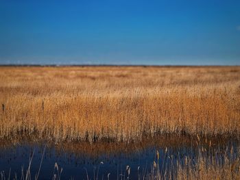 Scenic view of field against clear blue sky