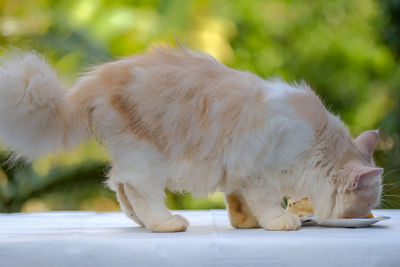 Close-up of a cat