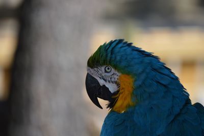 Close-up of a bird against blurred background