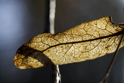 Close-up of dry leaf on branch