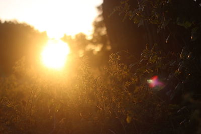 Close-up of plants growing on field against sky during sunset