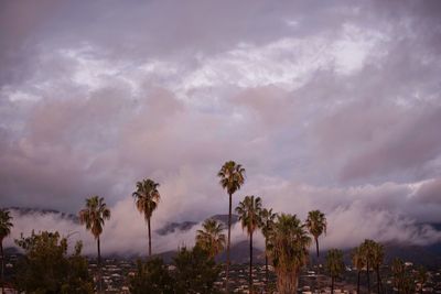 Palm trees against cloudy sky