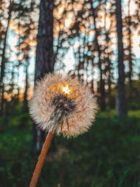 Close-up of dandelion on tree trunk