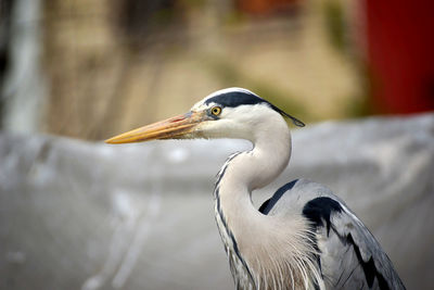 Close-up of a bird