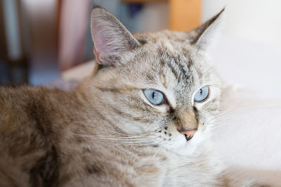 Close-up portrait of a cat