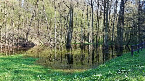 Scenic view of waterfall in forest