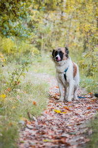 Dog running on field