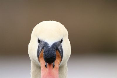 Close-up of a swans head