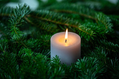Close-up of lit candle on plant