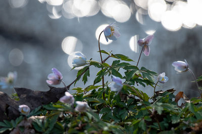 Close-up of purple flowering plant