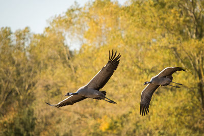 Two flying cranes in front of autum foliage