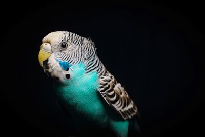 Close-up of a parrot