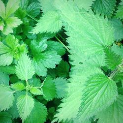 Full frame shot of green leaves