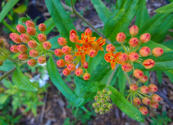 Close-up of red flower