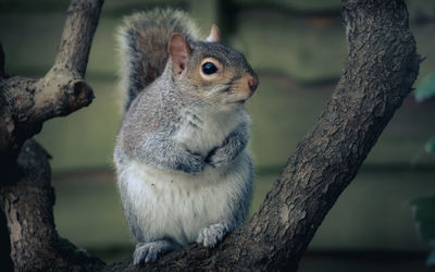 Close-up of squirrel perching on tree