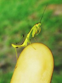 Close-up of insect on leaf