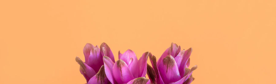 Close-up of pink flower against orange background