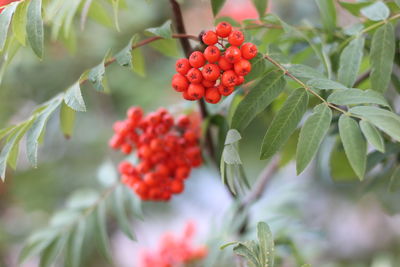 Ashberry bright berries on a branch. autumn harvesting concept. 