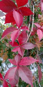 Close-up of red leaves on tree