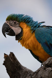 Low angle view of a bird against blue sky