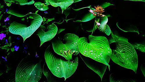 Close-up of water drops on plant