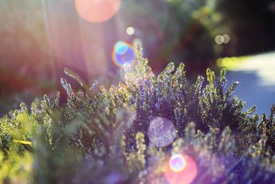 Close-up of purple flowering plants