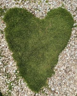 grass