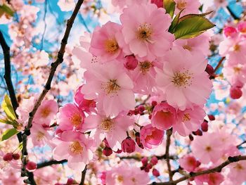 Low angle view of pink cherry blossoms in spring