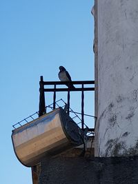 Low angle view of bird perching against clear sky