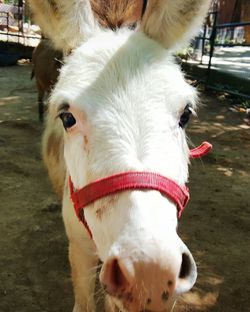 Close-up of white horse