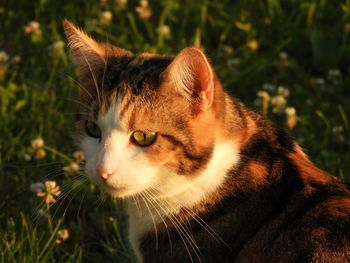 Close-up of a cat looking away
